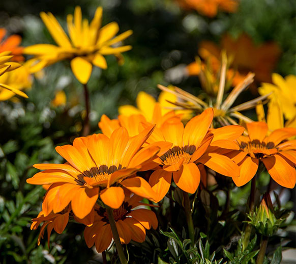 fleurs oranges