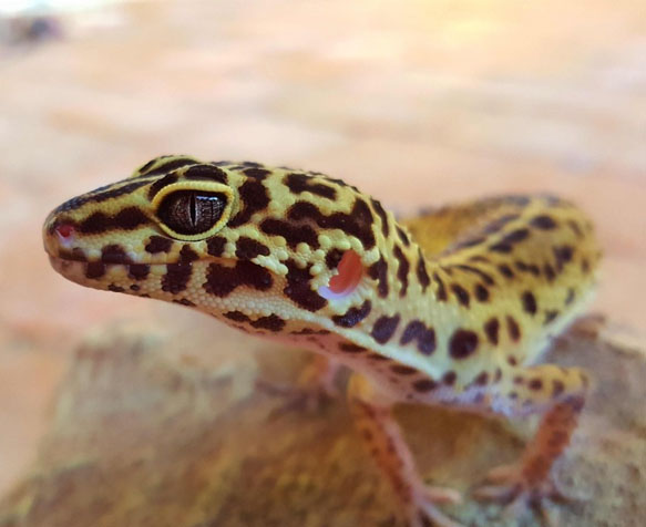 gecko léopard