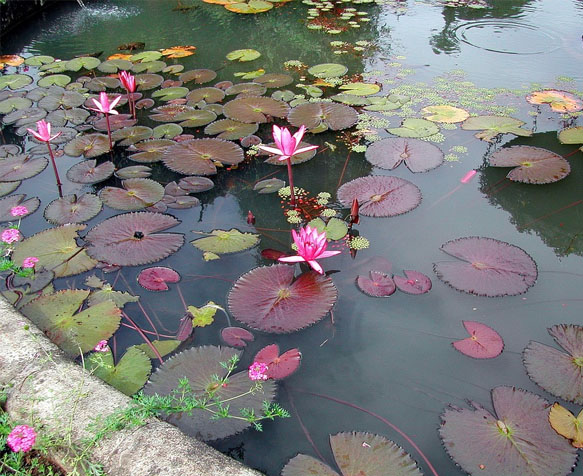 lotus roses