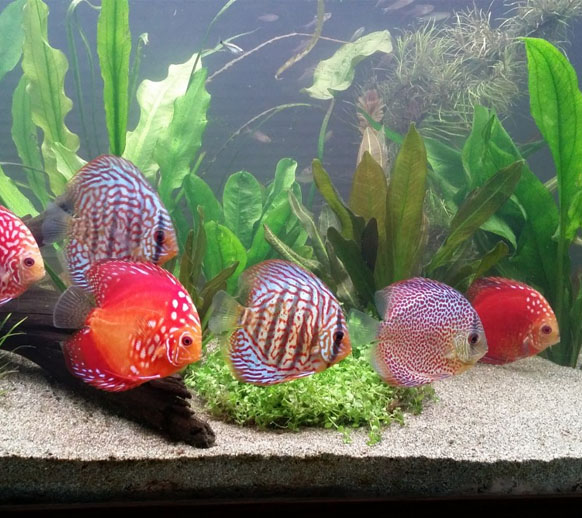 7 poissons colorés pour peupler son aquarium d'eau douce - Jardiland